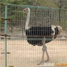 专业销售酒店、山庄用鸵鸟小鸵鸟鸵鸟养殖鸵鸟种苗