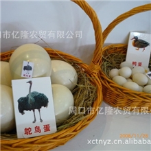 鸵鸟蛋,新鲜鸵鸟蛋,种蛋鸵鸟蛋,优质鸵鸟蛋种蛋孵化鸵鸟蛋价格