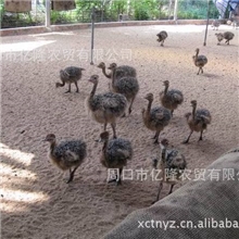 小鸵鸟鸵鸟鸵鸟苗鸵鸟养殖河南鸵鸟养殖