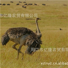 三月龄鸵鸟鸵鸟鸵鸟苗鸵鸟养殖鸵鸟养殖青年鸵鸟