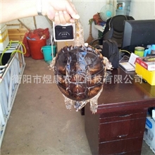 湖南衡阳煜康科技长期供应无公害养殖产品鳄鱼龟种苗商品龟