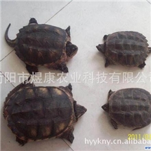 煜康科技长期供应优质无公害养殖产品鳄鱼龟种苗商品龟