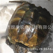 湖南衡阳煜康科技长期供应优质无公害养殖产品鳄鱼龟种苗商品龟