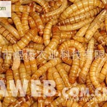 湖南黄粉虫养殖基地大量种虫