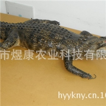 湖南衡阳煜康科技长期大量批发优质无公害养殖产品鳄鱼