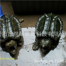 湖南衡阳煜康农业长期供应优质无公害养殖产品刺鳄鱼15斤斤左右