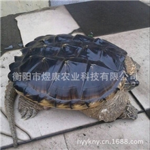 湖南衡阳煜康科技长期供应优质无公害养殖产品鳄鱼龟商品龟