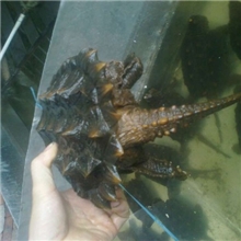 长期大量出售无公害全品刺龟龟苗背甲15CM左右