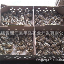 供应优质山鸡苗