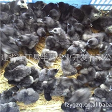 纯&ldquo;五黑一绿&rdquo;绿壳蛋鸡苗