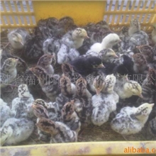 火鸡苗，贝帝纳火鸡，青铜火鸡，尼古拉火鸡，种苗