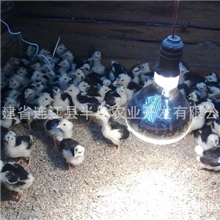供应英国贵妃鸡苗