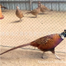 供应羽毛鲜艳光亮的七彩山鸡