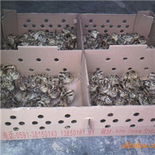 供应优质野鸡苗