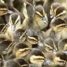 供应美国绿头野鸭苗