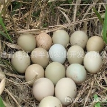 供应野鸡蛋/山鸡蛋/种蛋