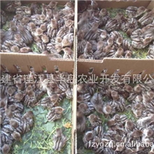 供应养殖周期短见效快优质美国鹧鸪苗