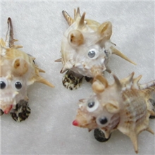 小额供应海南贝壳工艺品贝壳小老鼠小贝壳动物