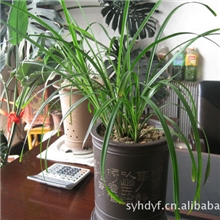 大量批发优质骨粉