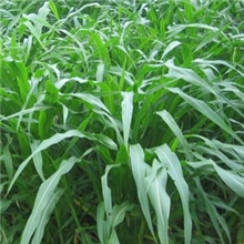 墨西哥玉米草种子/玉米草籽/产量高营养丰富