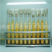 蛹虫草、北虫草、金虫草菌种（一级母种）批发十支300元