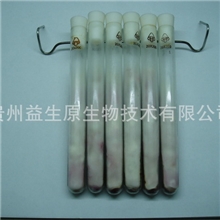 2012年提纯：羊肚菌羊肚蘑一级菌种(母种)四支600元