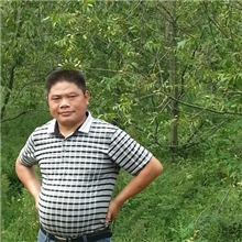 供应美国山核桃嫁接苗，(亩产超万元的高效种植项目）