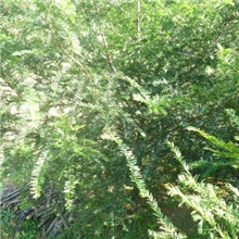 供应红豆杉（亏本大特价销售）