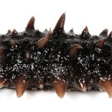 海参批发养殖场直供海参