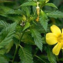 森冉生物网络热销达米阿那提取物