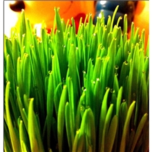 森冉生物网络热销小麦草提取物