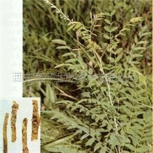 厂家大量现货供应苦参碱