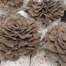 厂家供应灰树花提取物