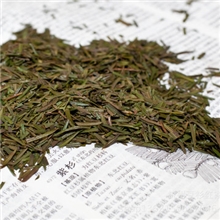 高山红豆杉树叶防癌抗癌养生保健、提高免疫力有效改善糖尿病症状