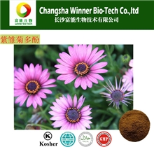 紫雏菊多酚含量4.5%以上厂家直销现货品质保证可供商检富能