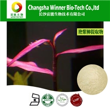 厂家直销艳紫柳提取物补肾现货品质保证量大从优可供商检