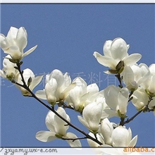 供应白木兰蜡烛香精、耐高温香精(适用于蜡烛、塑胶等)