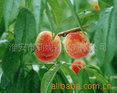 供应桃子香精、耐高温香精（适用于日化、蜡烛、塑料等产品加香）