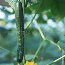 供应黄瓜香精（适用于日化、蜡烛、洗涤、塑胶等）