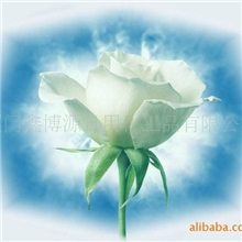 供应桂花L6006#日用香精