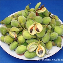 优质沉香种子、奇楠沉香种子、沉香种子批发、莞香种子