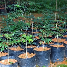 供应优质黄花梨苗(图)