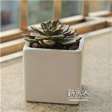 批发供应zakka白色迷你四方陶瓷水培花盆经典款方缶多肉花盆