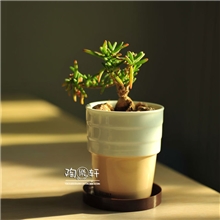 卡其杯迷你简约时尚宜家杯形水养外贸陶瓷花盆花器混批