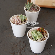 厂家直销日式zakka结婚伴手礼迷你小白杯陶瓷花盆