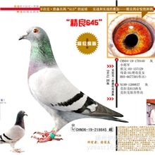 高品质珍稀品系信鸽子代幼鸽供同道朋友赏玩，血统绝对优良！！