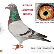 诚信隆重推出我鸽舍公棚赛成绩优良的明血子代鸽和朋友们交流