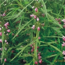 供应益母草供应植物提取物医药中间体原料药