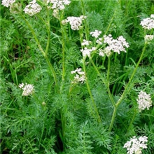 供应贡蒿提取物贡蒿，藏茴香，葛缕子，CarumcarviL