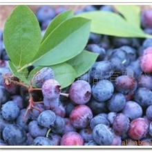 厂价供应优质越橘提取物25%花青素(图)